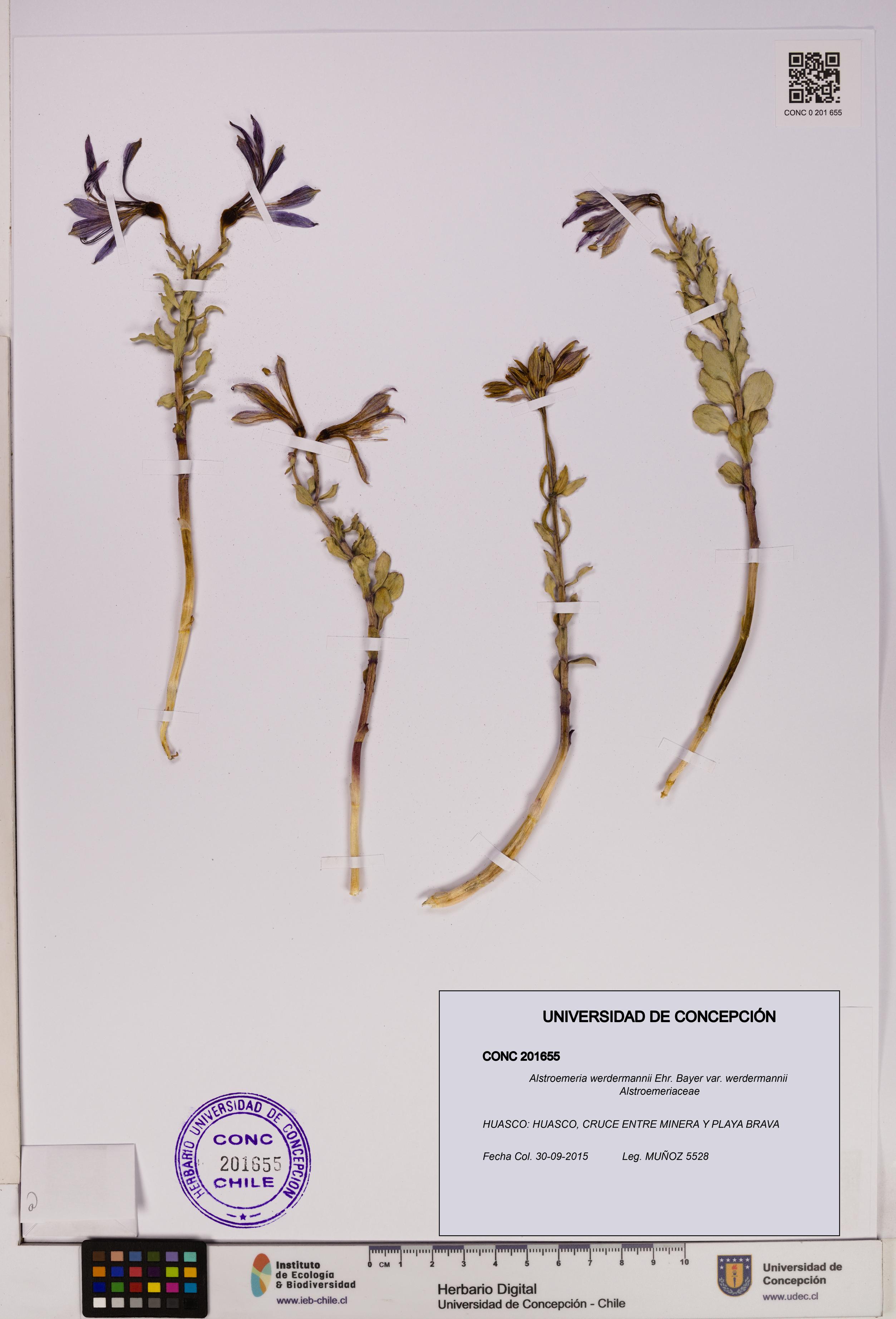 Alstroemeria werdermannii var. werdermannii [Espécimen: UDEC:CONC:0201655]
