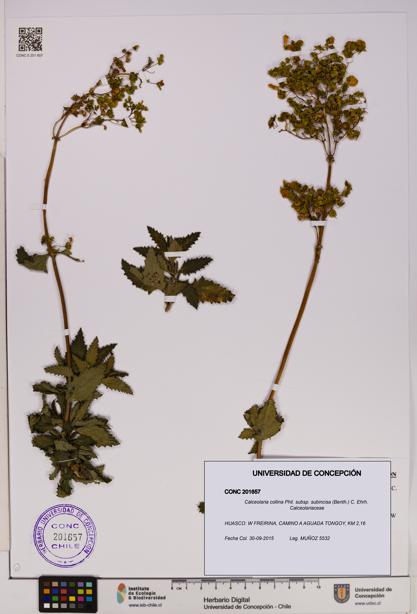 Calceolaria collina subsp. subincisa [Espécimen: UDEC:CONC:0201657]