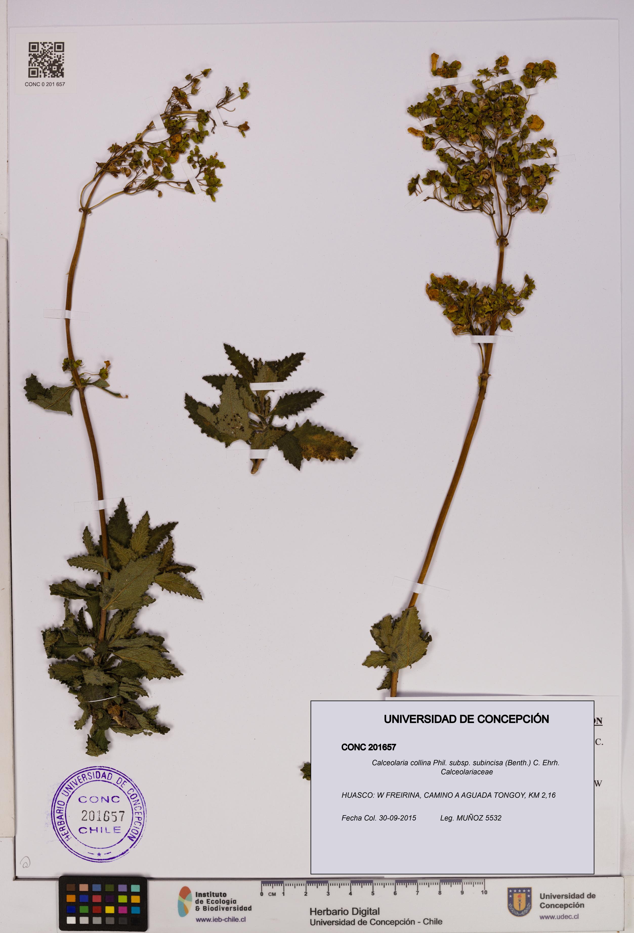 Calceolaria collina subsp. subincisa [Espécimen: UDEC:CONC:0201657]