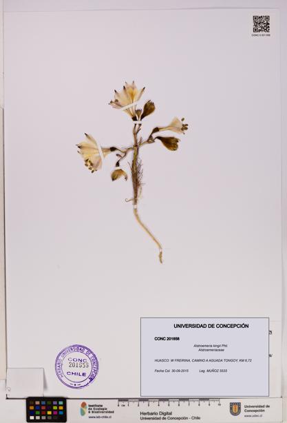 Alstroemeria kingii [Espécimen: UDEC:CONC:0201658]
