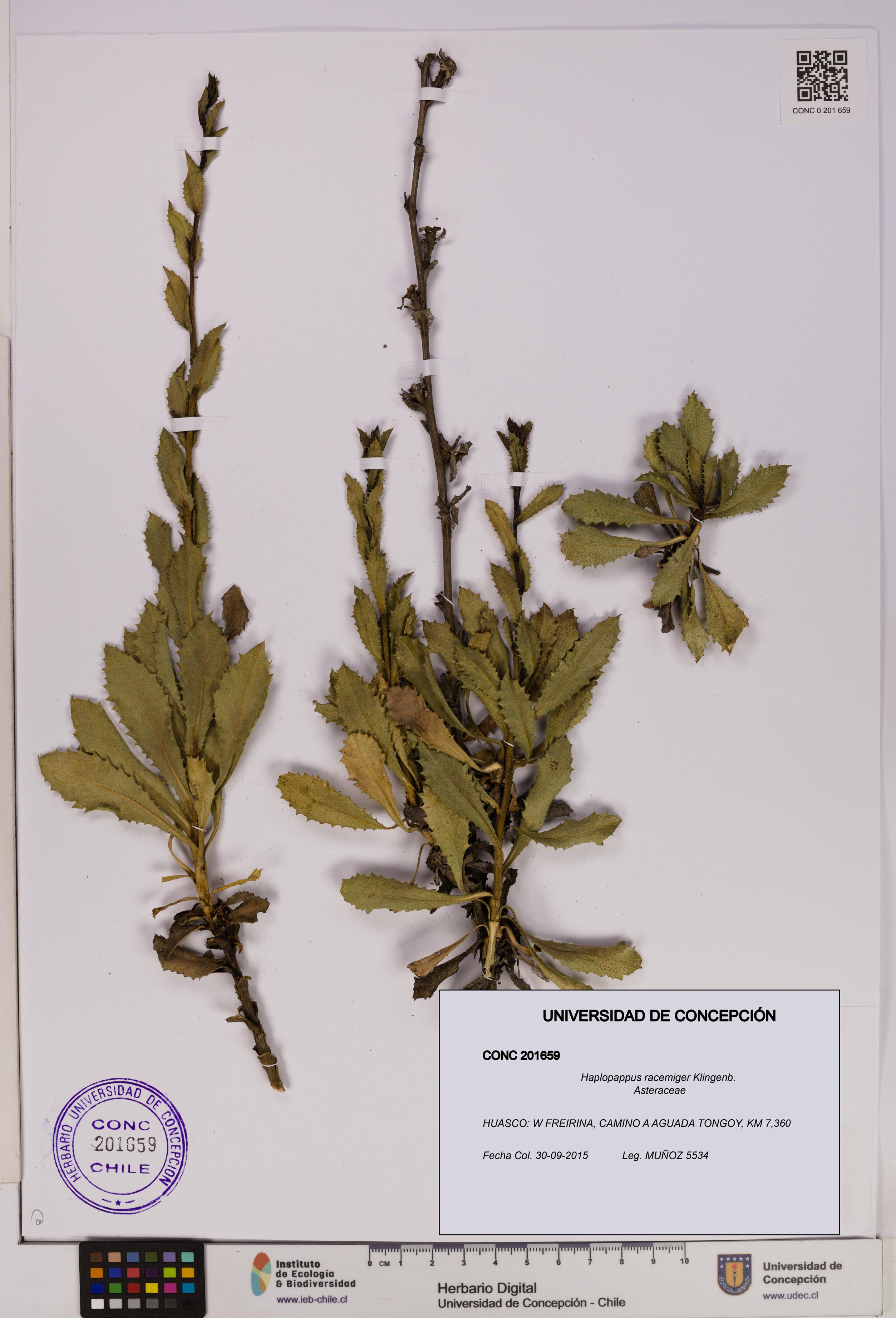 Haplopappus racemiger [Espécimen: UDEC:CONC:0201659]