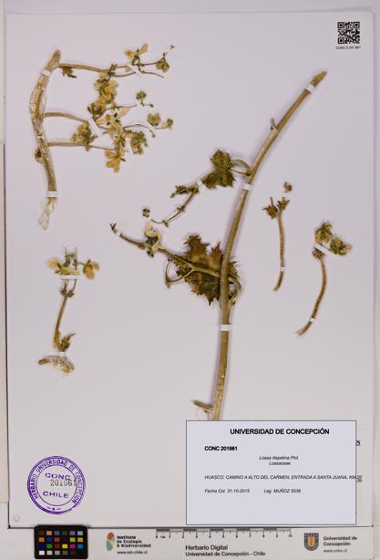 Loasa illapelina [Espécimen: UDEC:CONC:0201661]