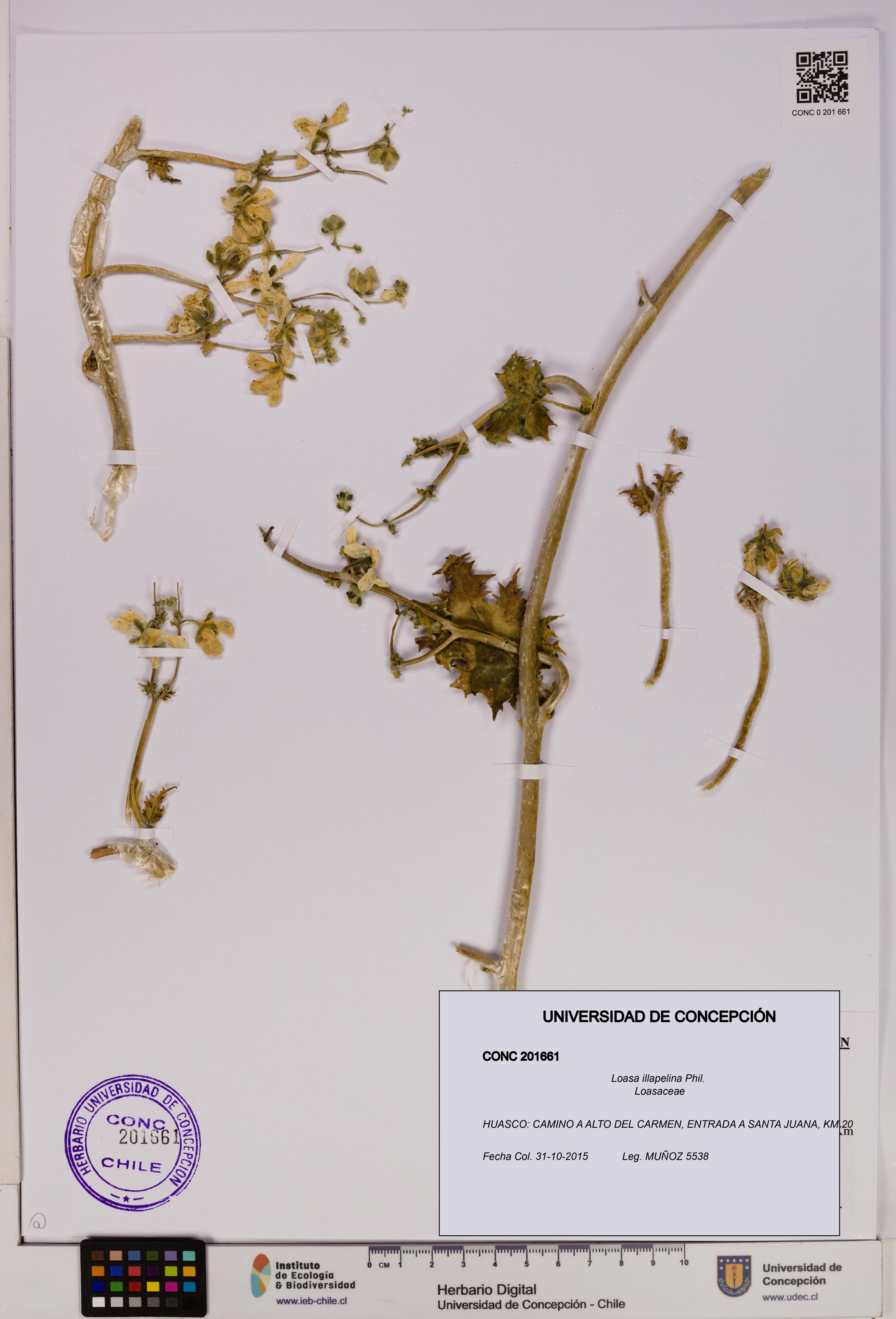 Loasa illapelina [Espécimen: UDEC:CONC:0201661]