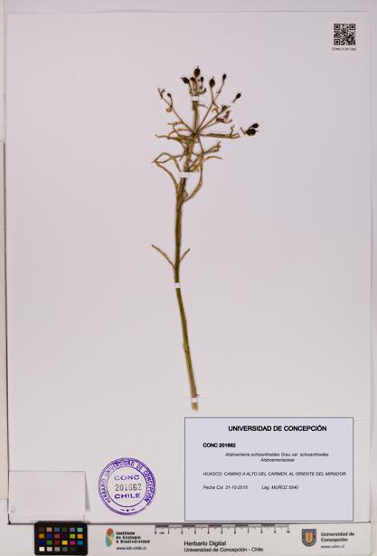 Alstroemeria schizanthoides [Espécimen: UDEC:CONC:0201662]