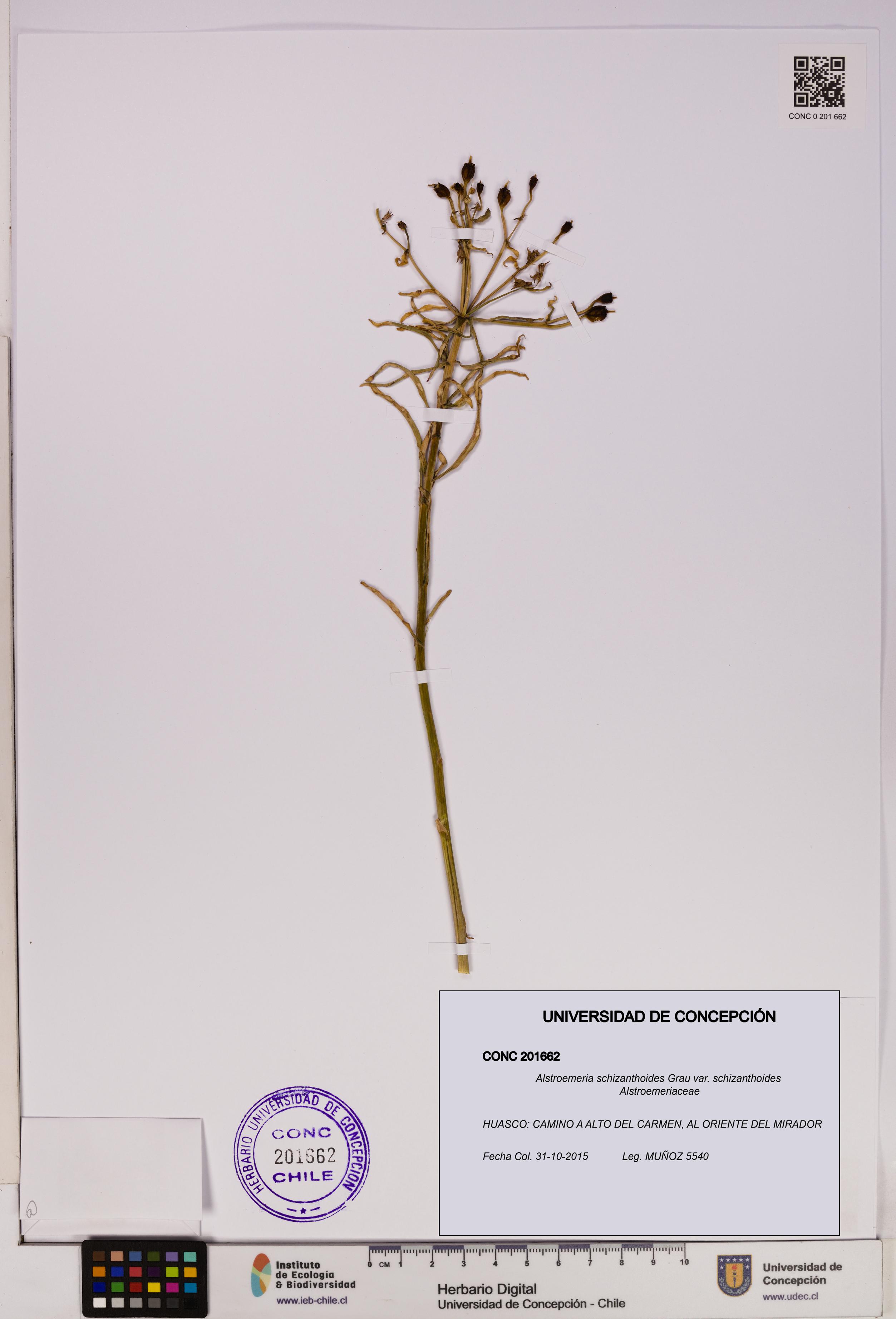 Alstroemeria schizanthoides [Espécimen: UDEC:CONC:0201662]