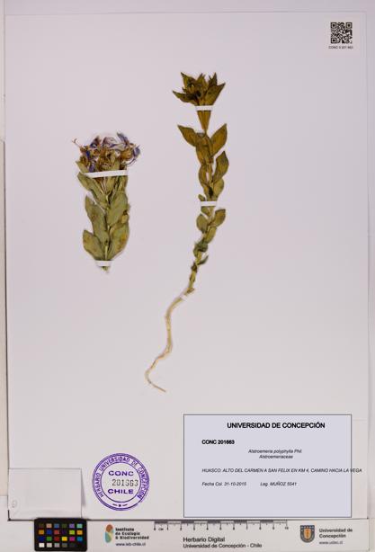 Alstroemeria polyphylla [Espécimen: UDEC:CONC:0201663]