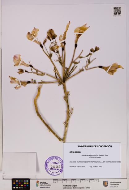 Alstroemeria leporina [Espécimen: UDEC:CONC:0201664]