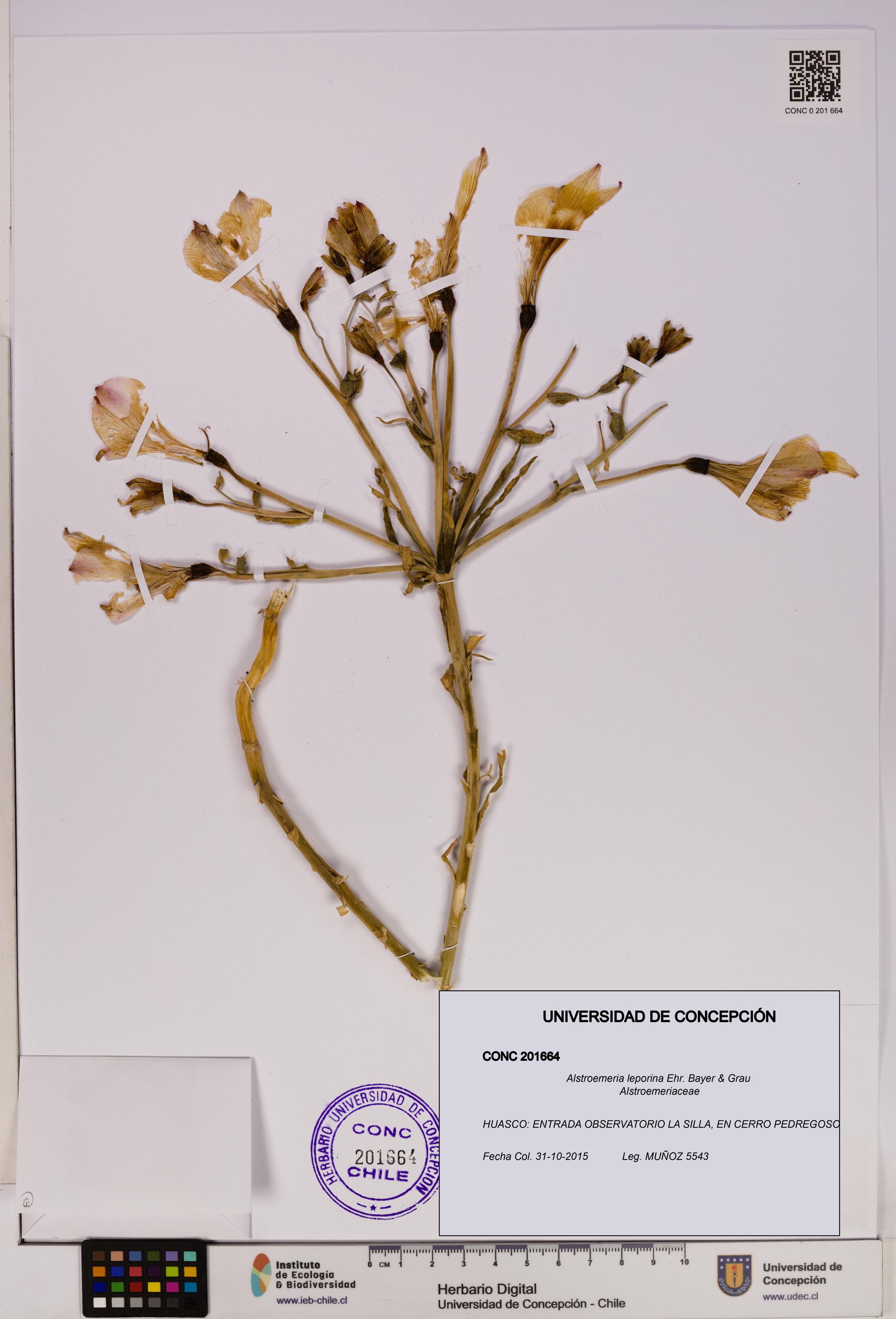 Alstroemeria leporina [Espécimen: UDEC:CONC:0201664]