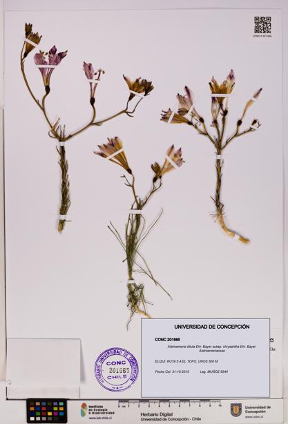 Alstroemeria diluta [Espécimen: UDEC:CONC:0201665]