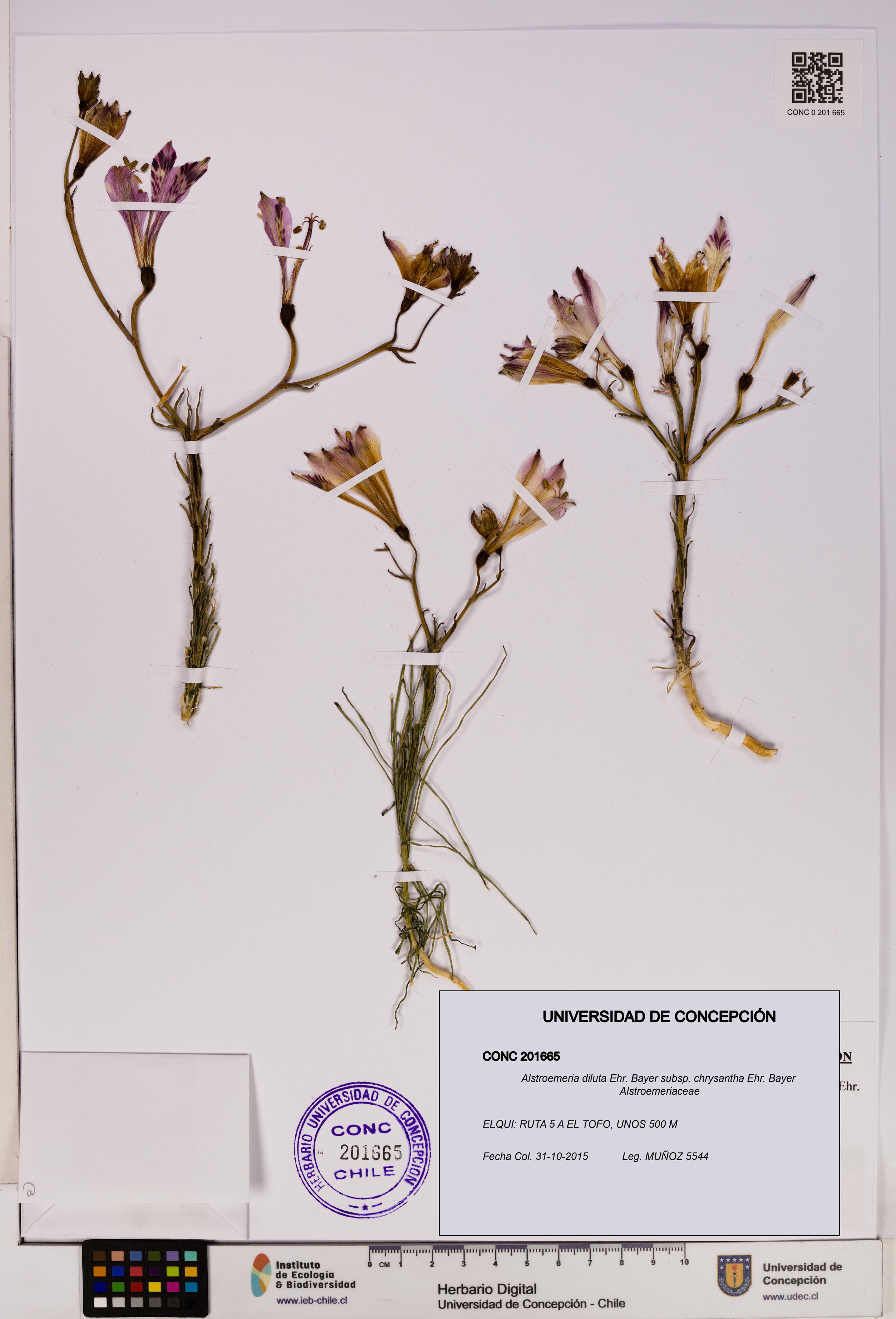 Alstroemeria diluta [Espécimen: UDEC:CONC:0201665]