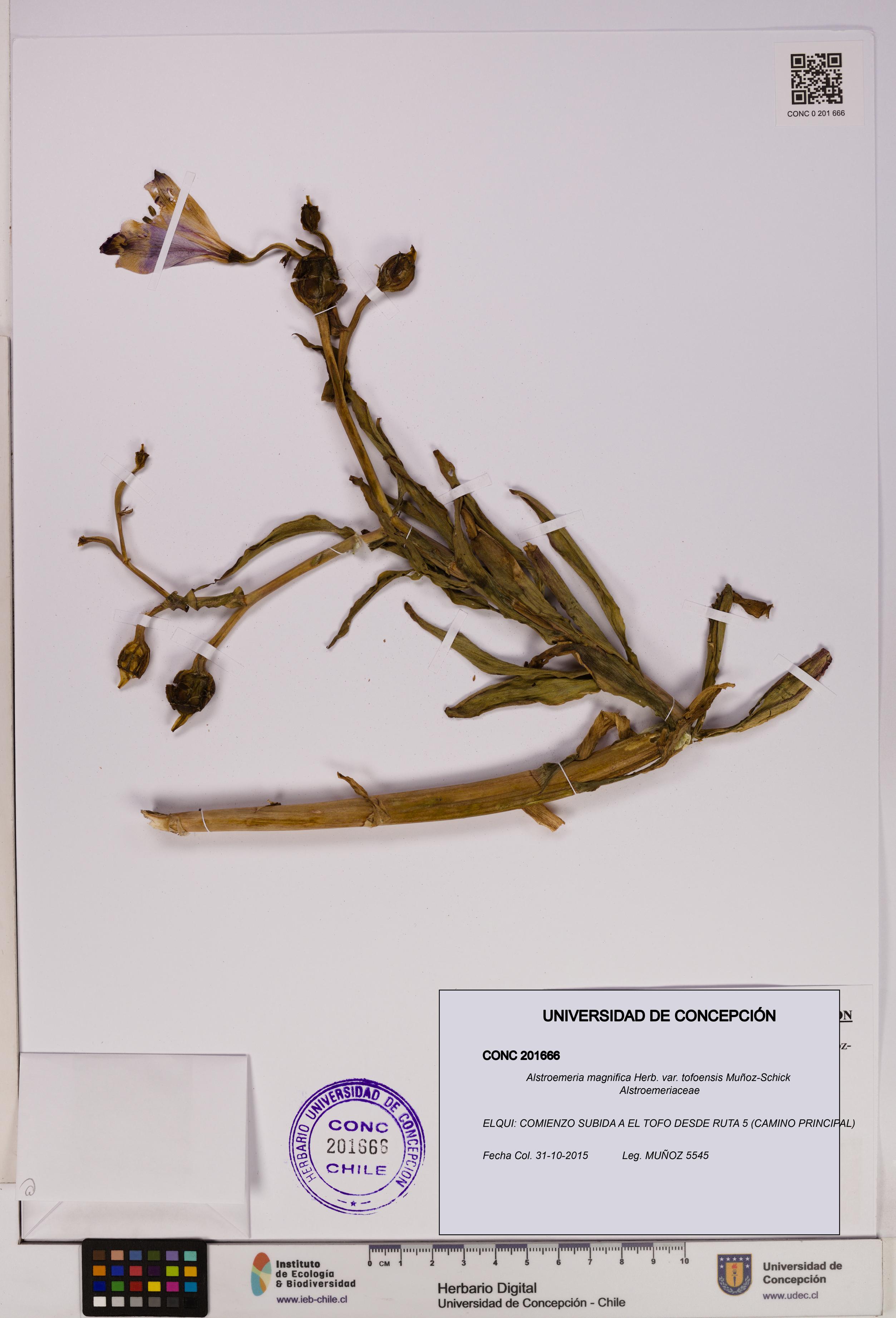 Alstroemeria magnifica var. tofoensis [Espécimen: UDEC:CONC:0201666]