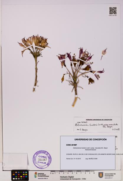 Alstroemeria hookeri subsp. maculata [Espécimen: UDEC:CONC:0201667]