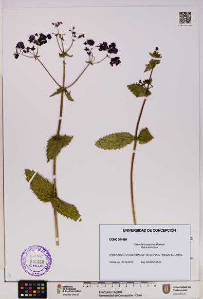 Calceolaria purpurea [Espécimen: UDEC:CONC:0201668]