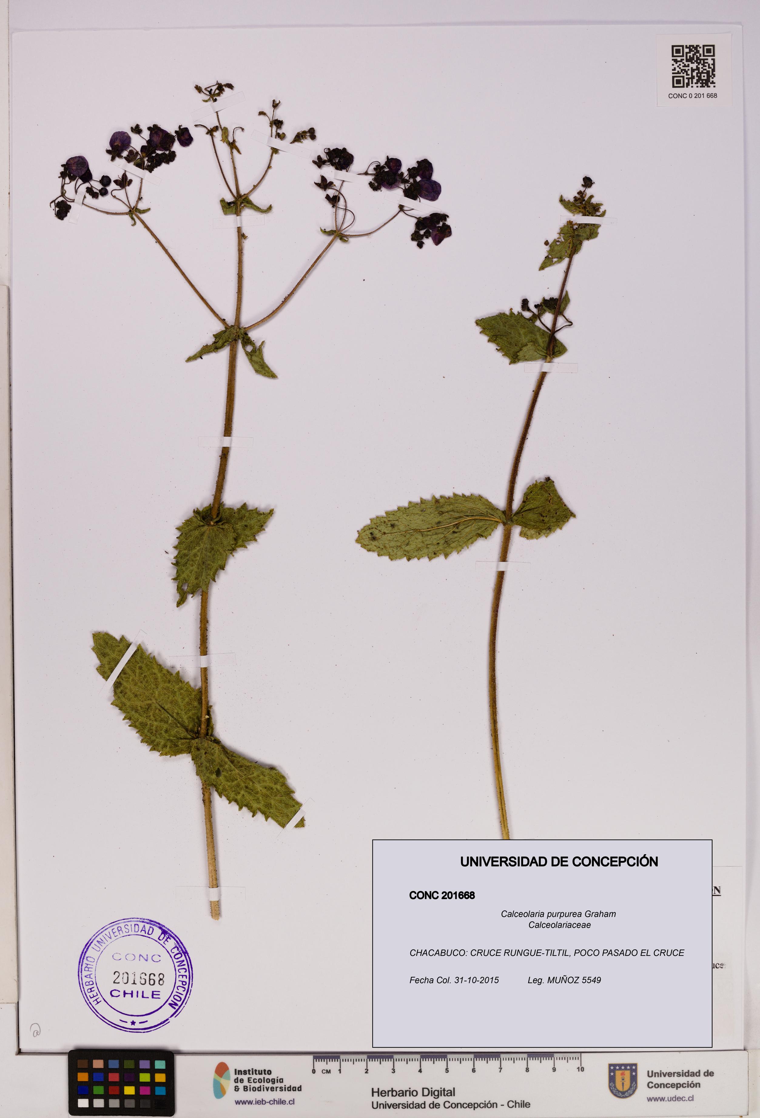 Calceolaria purpurea [Espécimen: UDEC:CONC:0201668]