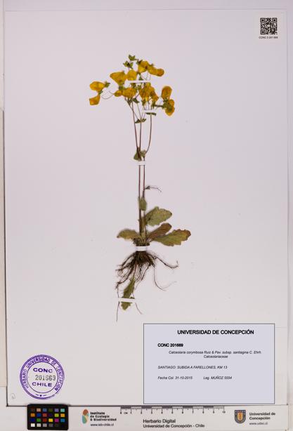 Calceolaria corymbosa subsp. santiagina [Espécimen: UDEC:CONC:0201669]