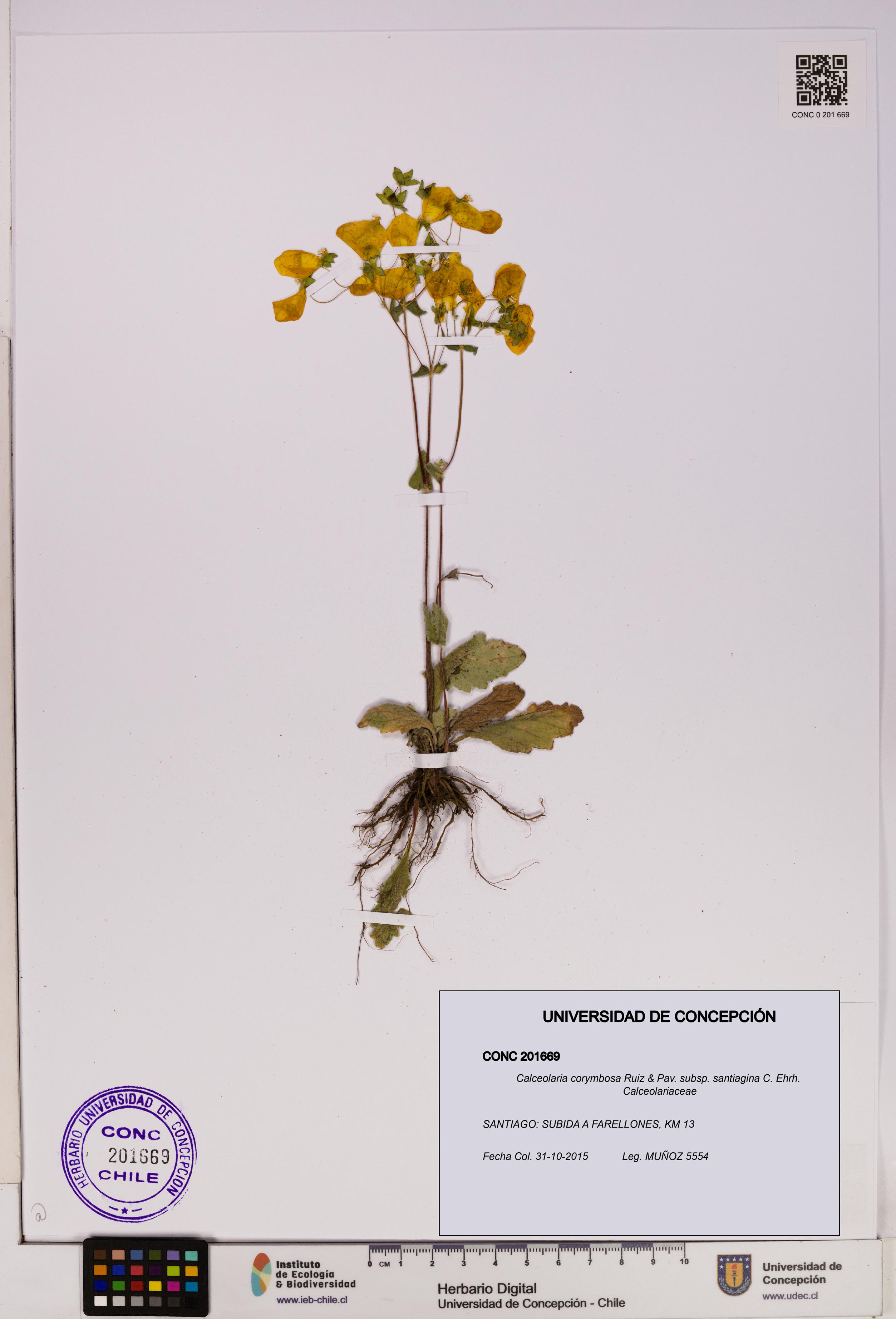 Calceolaria corymbosa subsp. santiagina [Espécimen: UDEC:CONC:0201669]
