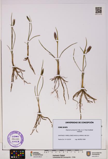 Olsynium junceum [Espécimen: UDEC:CONC:0201670]