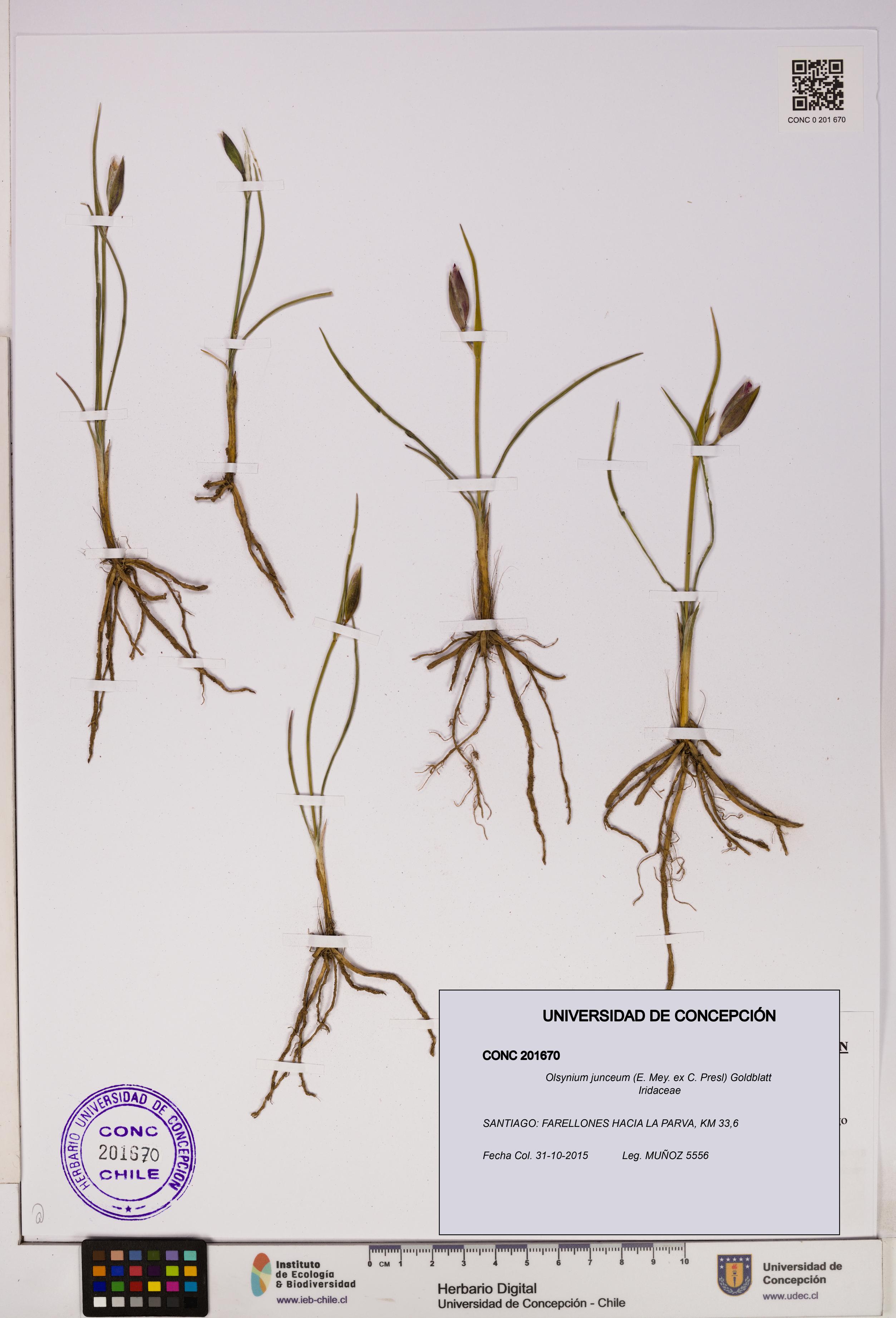 Olsynium junceum [Espécimen: UDEC:CONC:0201670]