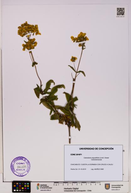 Calceolaria angustifolia [Espécimen: UDEC:CONC:0201671]
