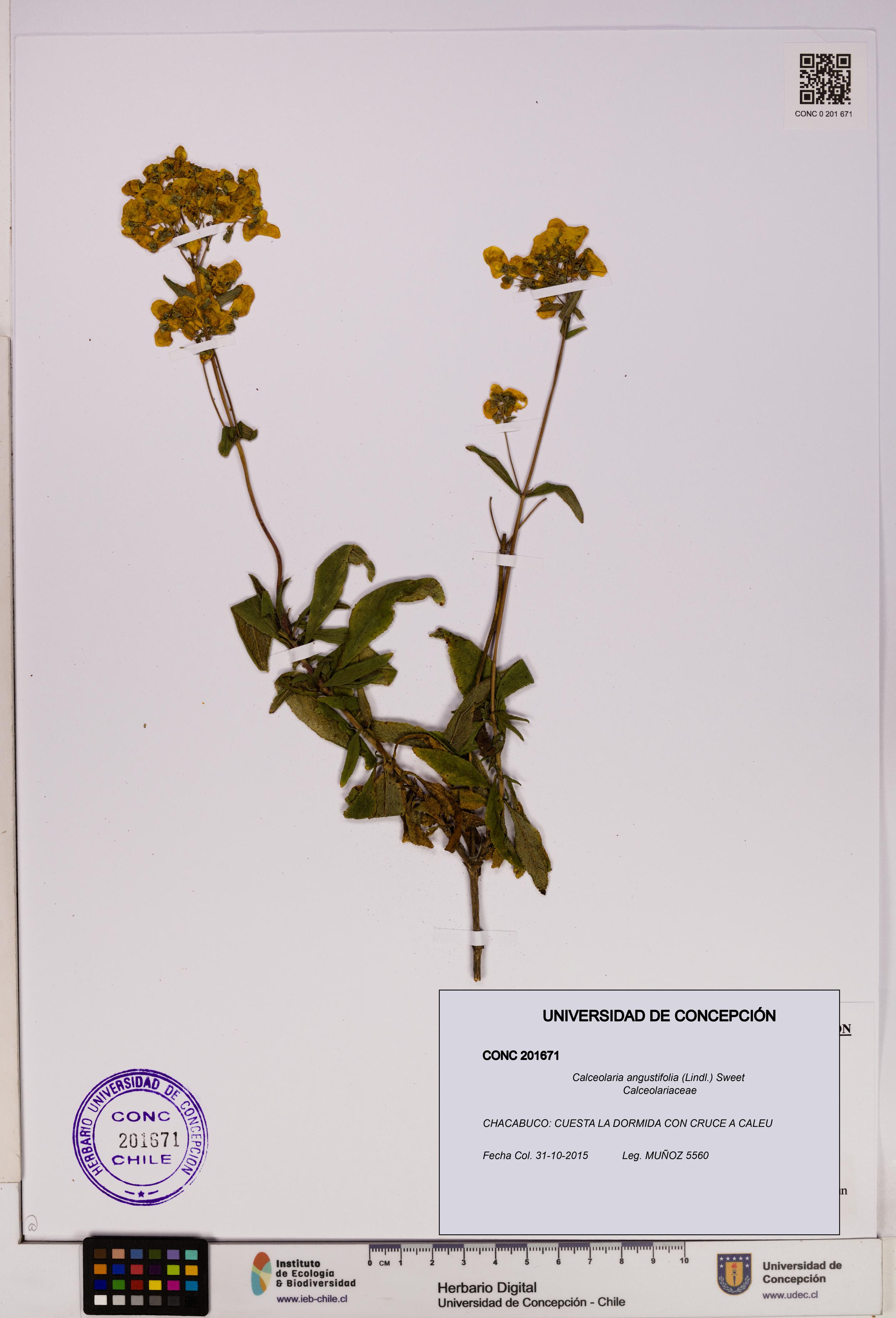 Calceolaria angustifolia [Espécimen: UDEC:CONC:0201671]