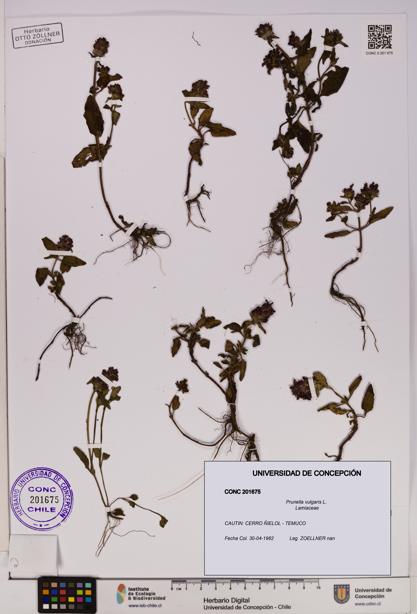 Prunella vulgaris [Espécimen: UDEC:CONC:0201675]
