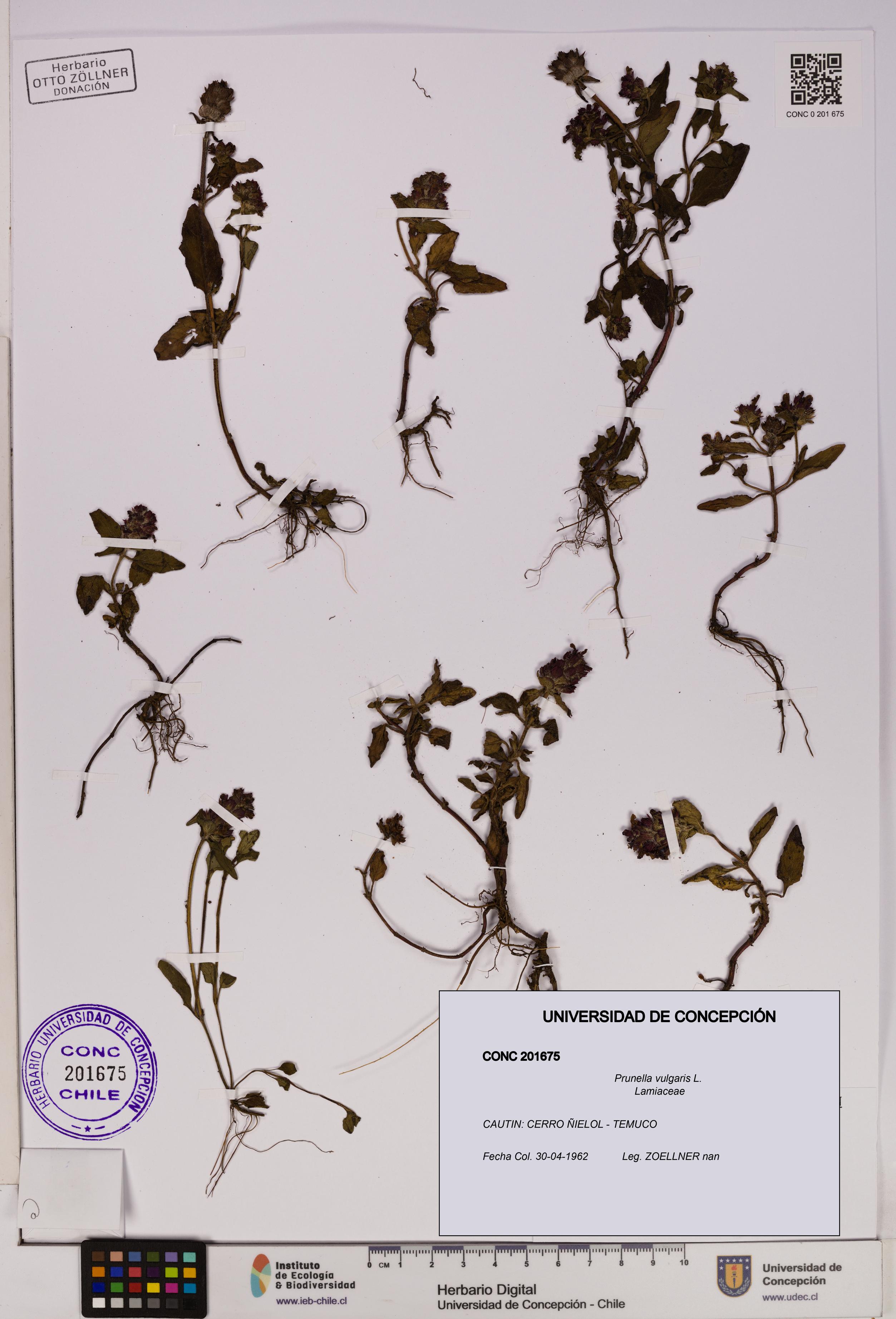 Prunella vulgaris [Espécimen: UDEC:CONC:0201675]