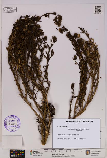 Senecio adenophyllus [Espécimen: UDEC:CONC:0201676]