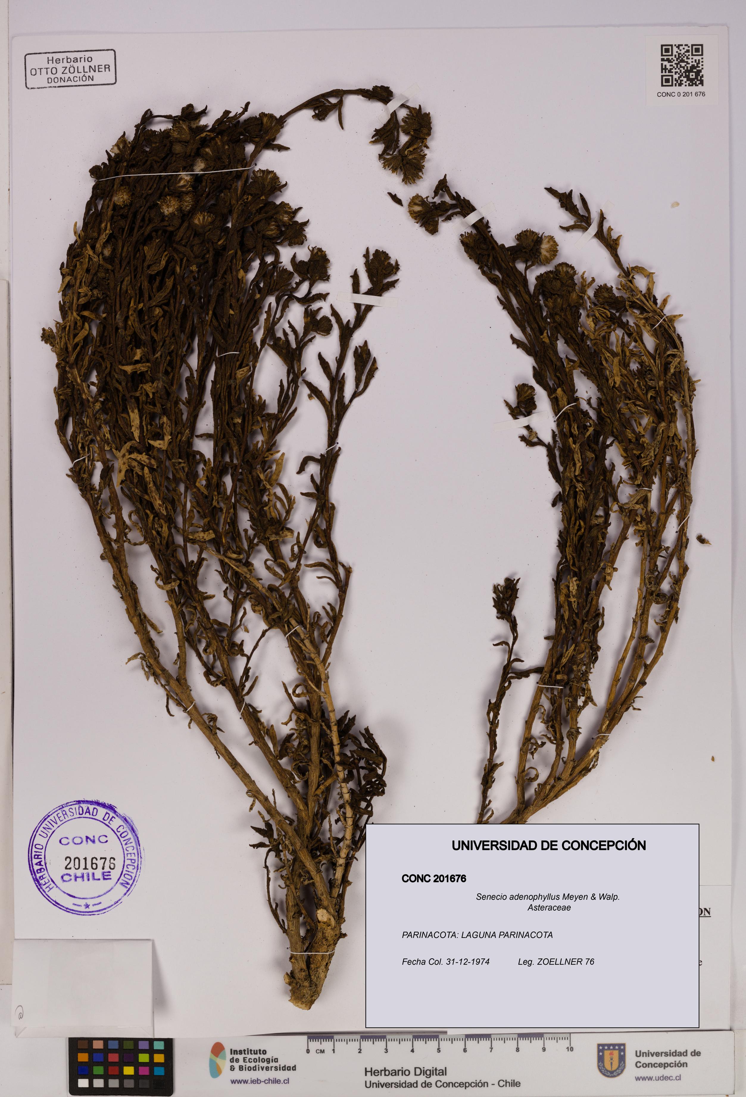 Senecio adenophyllus [Espécimen: UDEC:CONC:0201676]