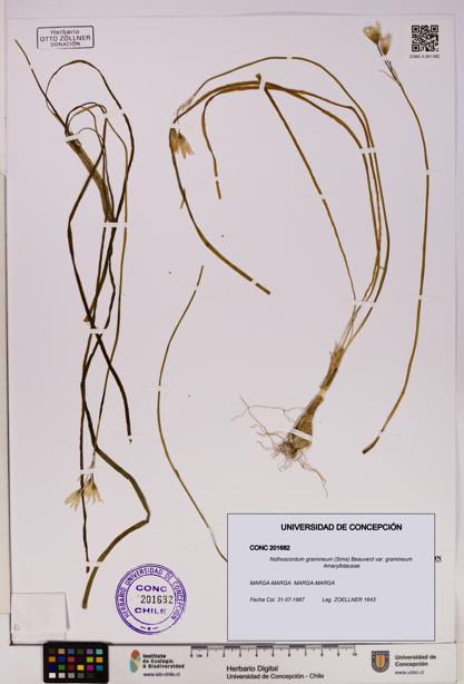 Nothoscordum gramineum var. gramineum [Espécimen: UDEC:CONC:0201682]