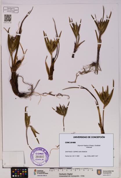 Olsynium frigidum [Espécimen: UDEC:CONC:0201683]