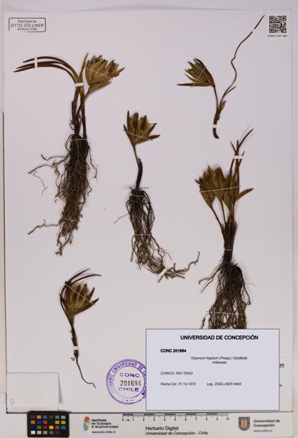 Olsynium frigidum [Espécimen: UDEC:CONC:0201684]
