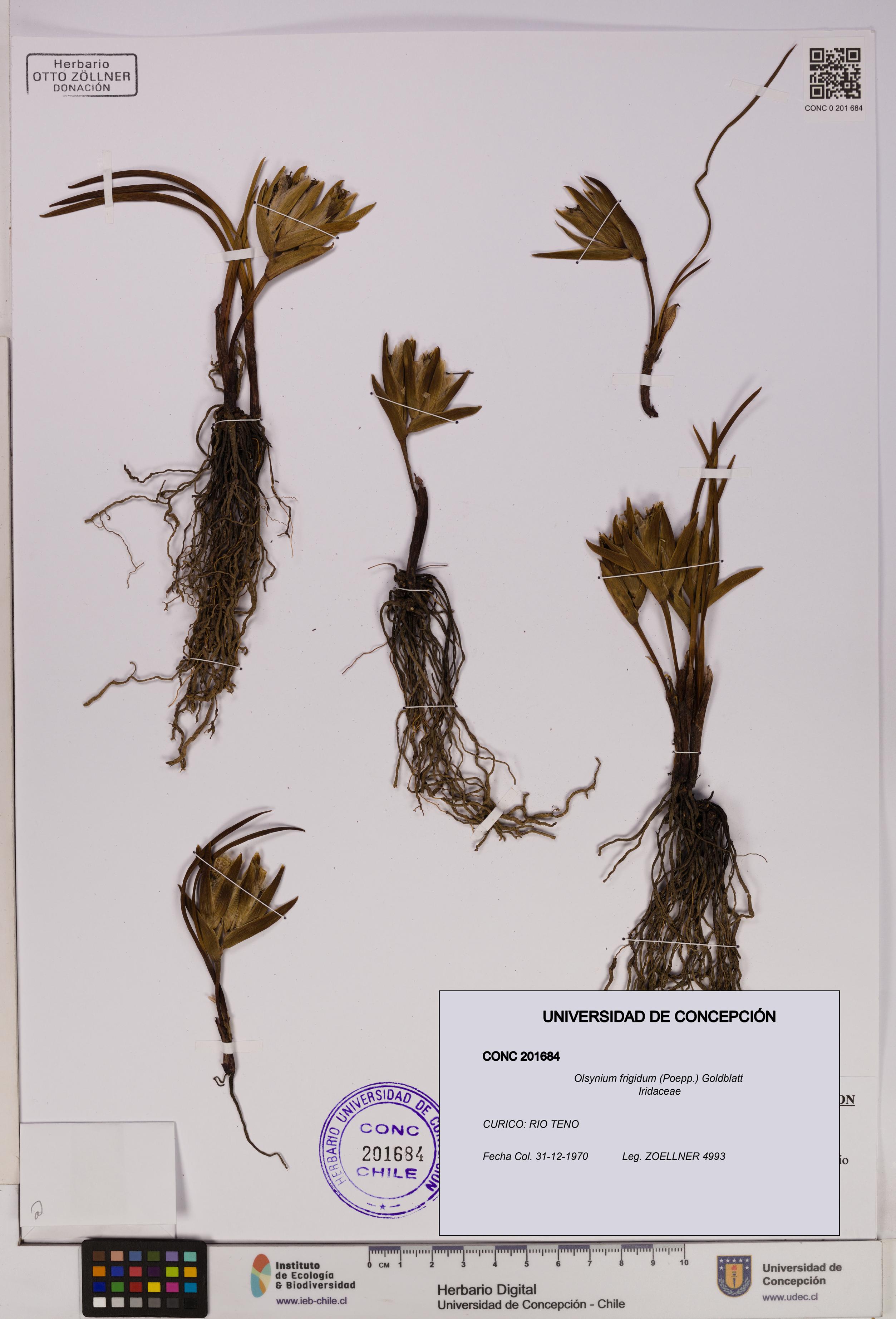 Olsynium frigidum [Espécimen: UDEC:CONC:0201684]