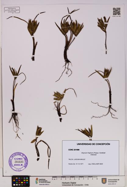 Olsynium frigidum [Espécimen: UDEC:CONC:0201686]
