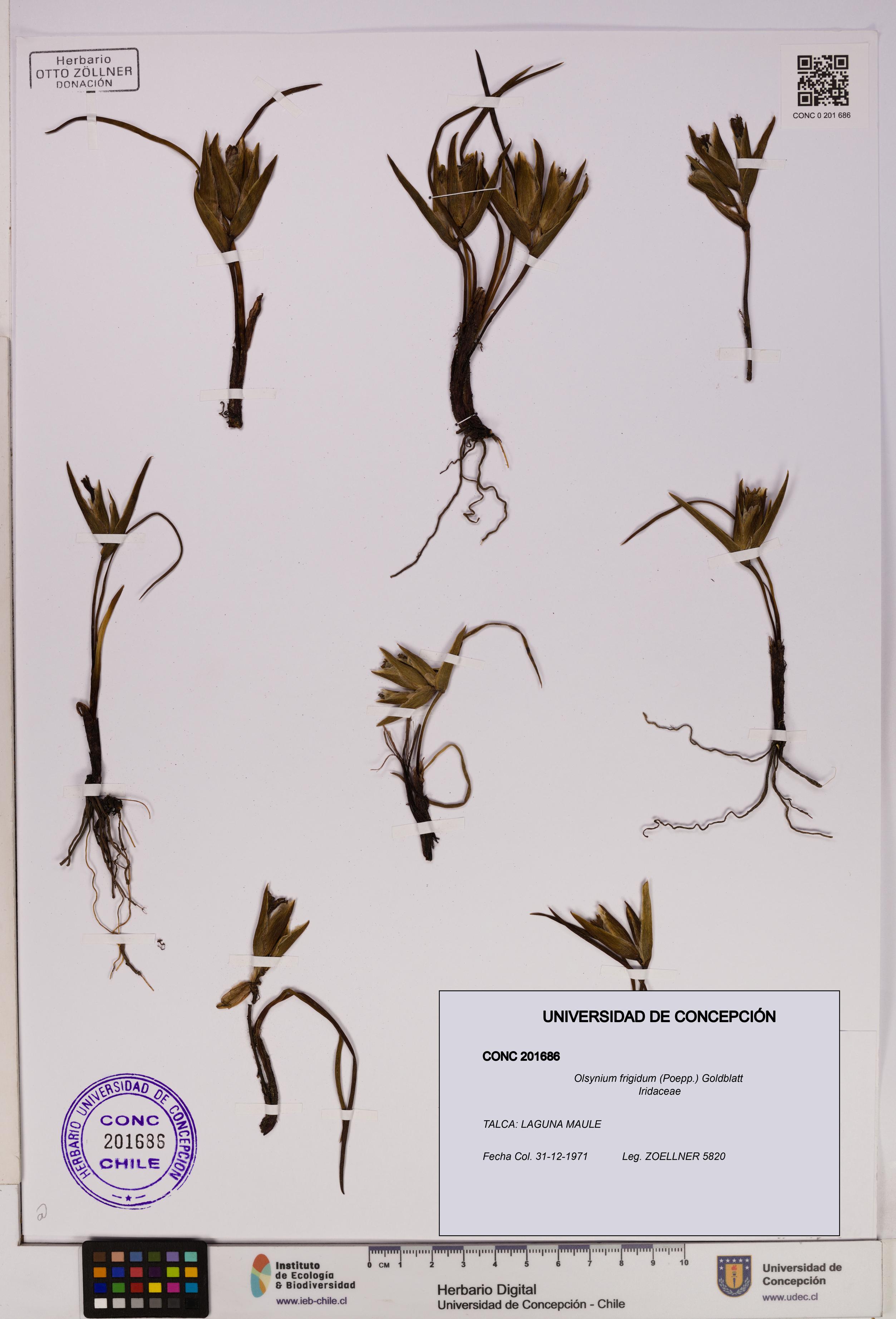 Olsynium frigidum [Espécimen: UDEC:CONC:0201686]
