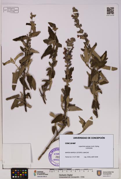 Lepechinia salviae [Espécimen: UDEC:CONC:0201687]