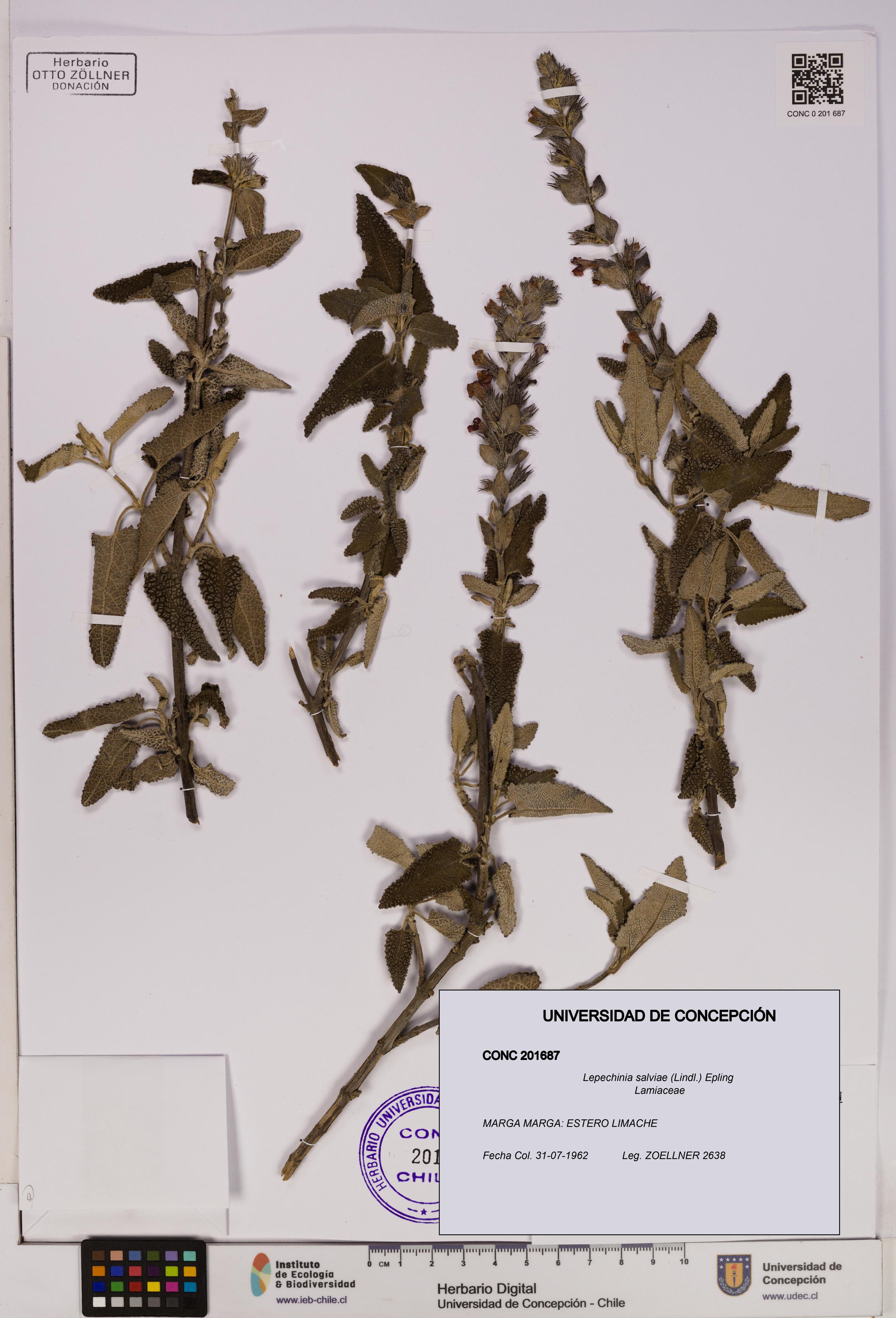 Lepechinia salviae [Espécimen: UDEC:CONC:0201687]