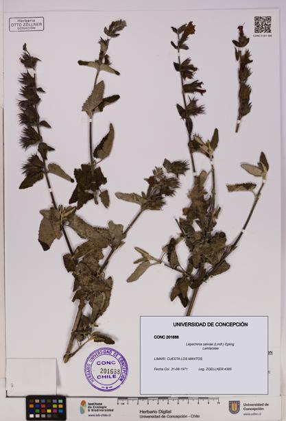 Lepechinia salviae [Espécimen: UDEC:CONC:0201688]