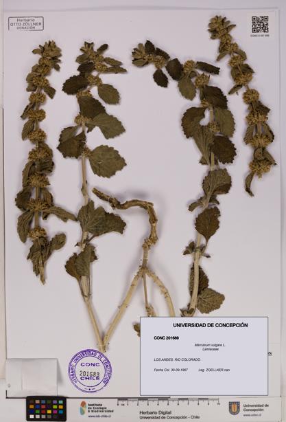 Marrubium vulgare [Espécimen: UDEC:CONC:0201689]