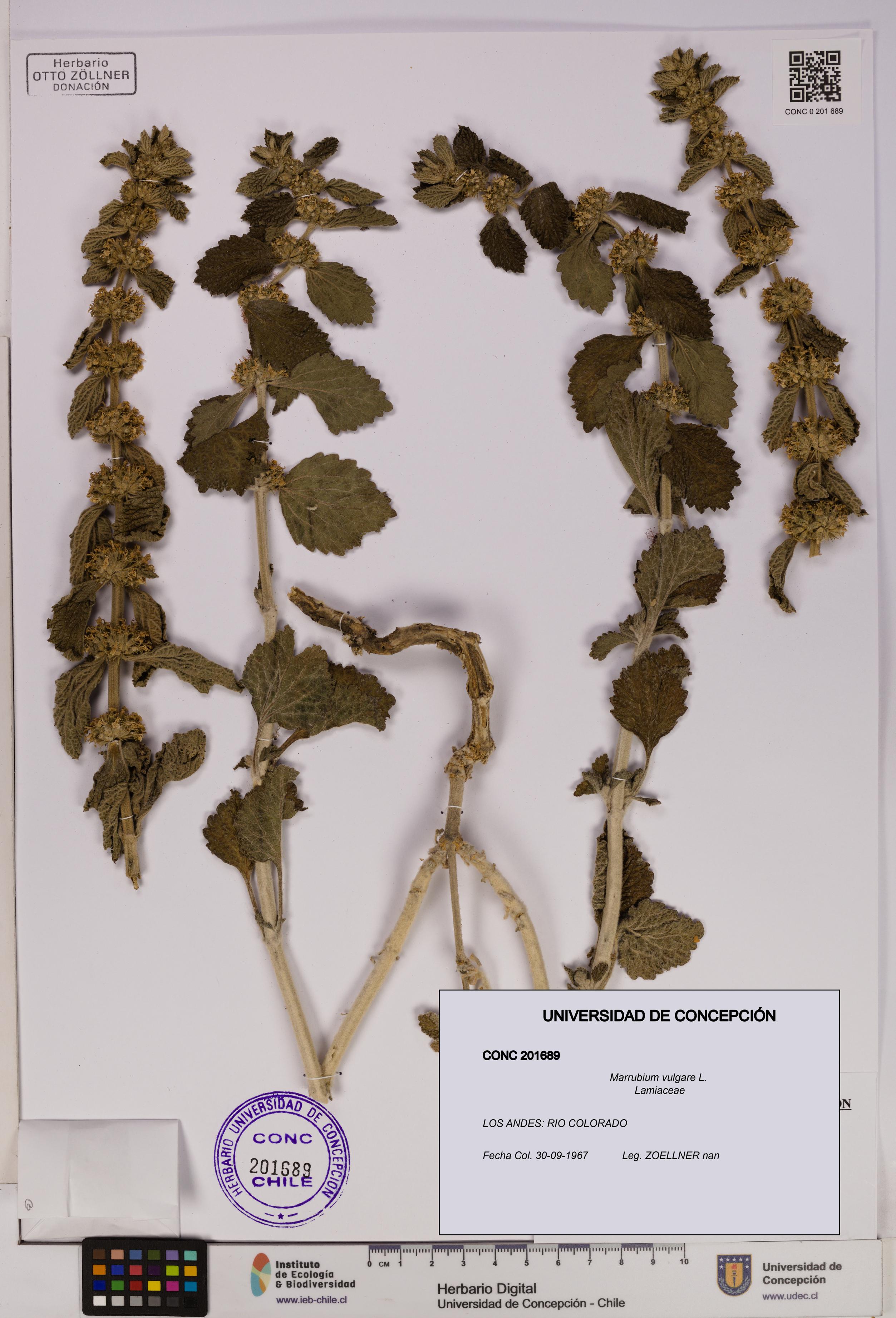 Marrubium vulgare [Espécimen: UDEC:CONC:0201689]