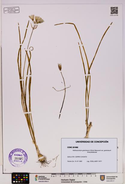 Nothoscordum gramineum var. gramineum [Espécimen: UDEC:CONC:0201692]