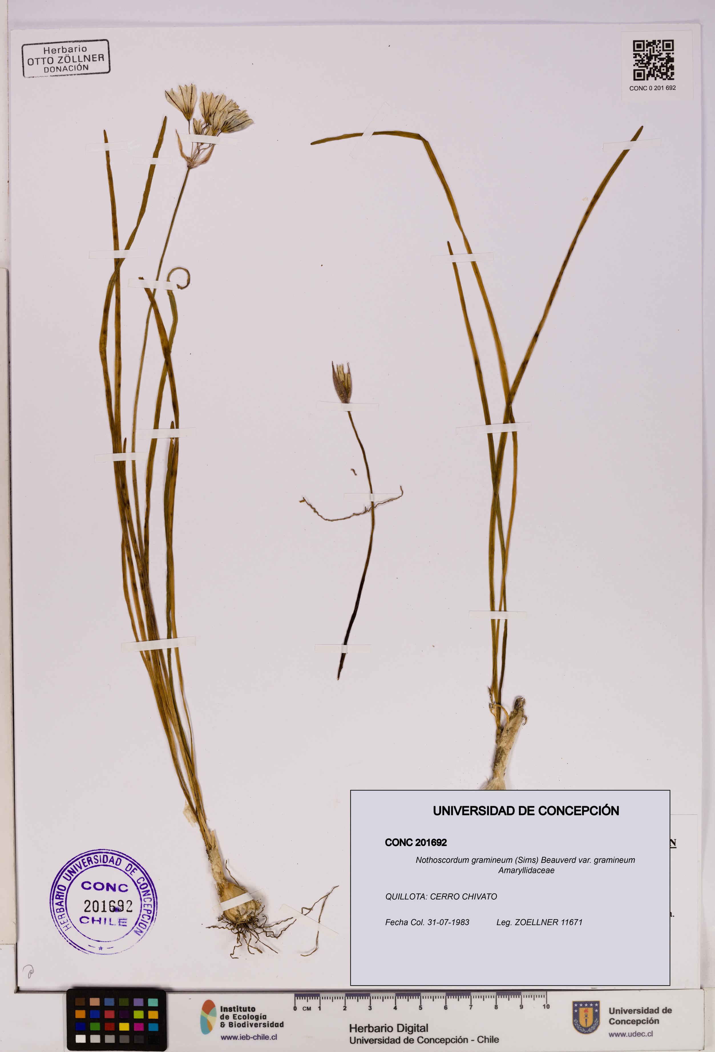 Nothoscordum gramineum var. gramineum [Espécimen: UDEC:CONC:0201692]