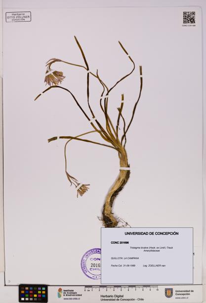Tristagma bivalve [Espécimen: UDEC:CONC:0201696]