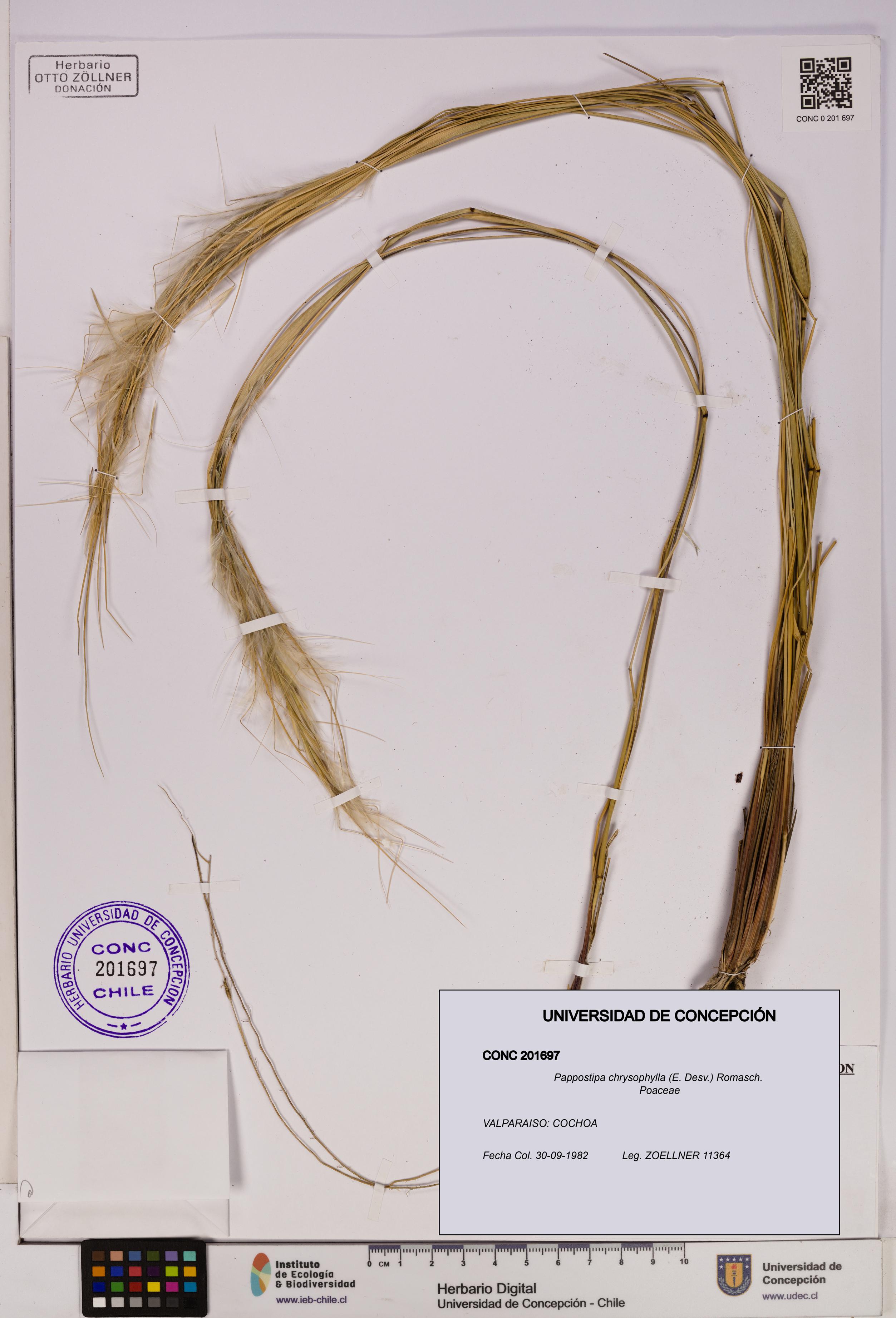 Pappostipa chrysophylla [Espécimen: UDEC:CONC:0201697]