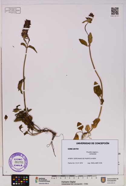 Prunella vulgaris [Espécimen: UDEC:CONC:0201701]