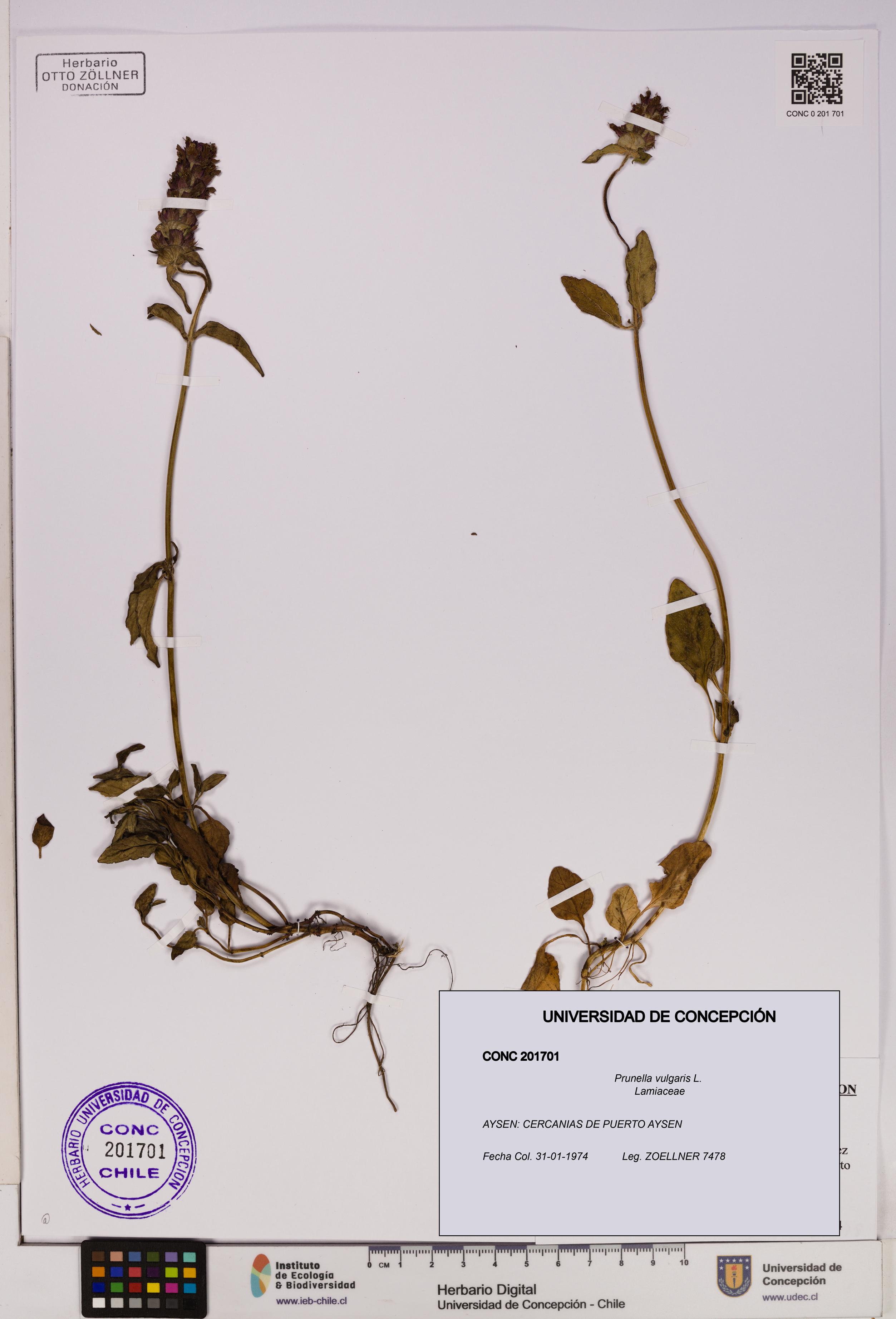 Prunella vulgaris [Espécimen: UDEC:CONC:0201701]