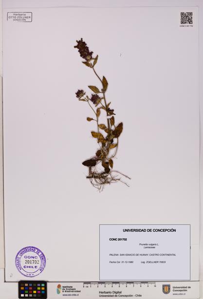 Prunella vulgaris [Espécimen: UDEC:CONC:0201702]