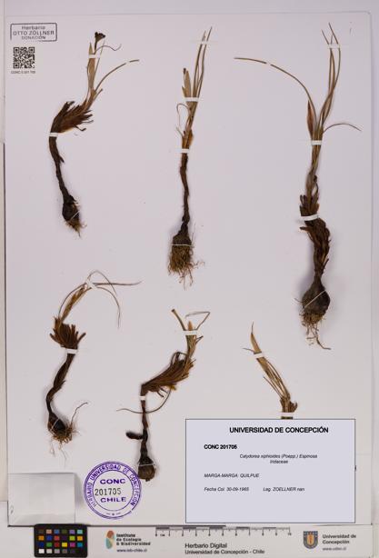 Calydorea xiphioides [Espécimen: UDEC:CONC:0201705]