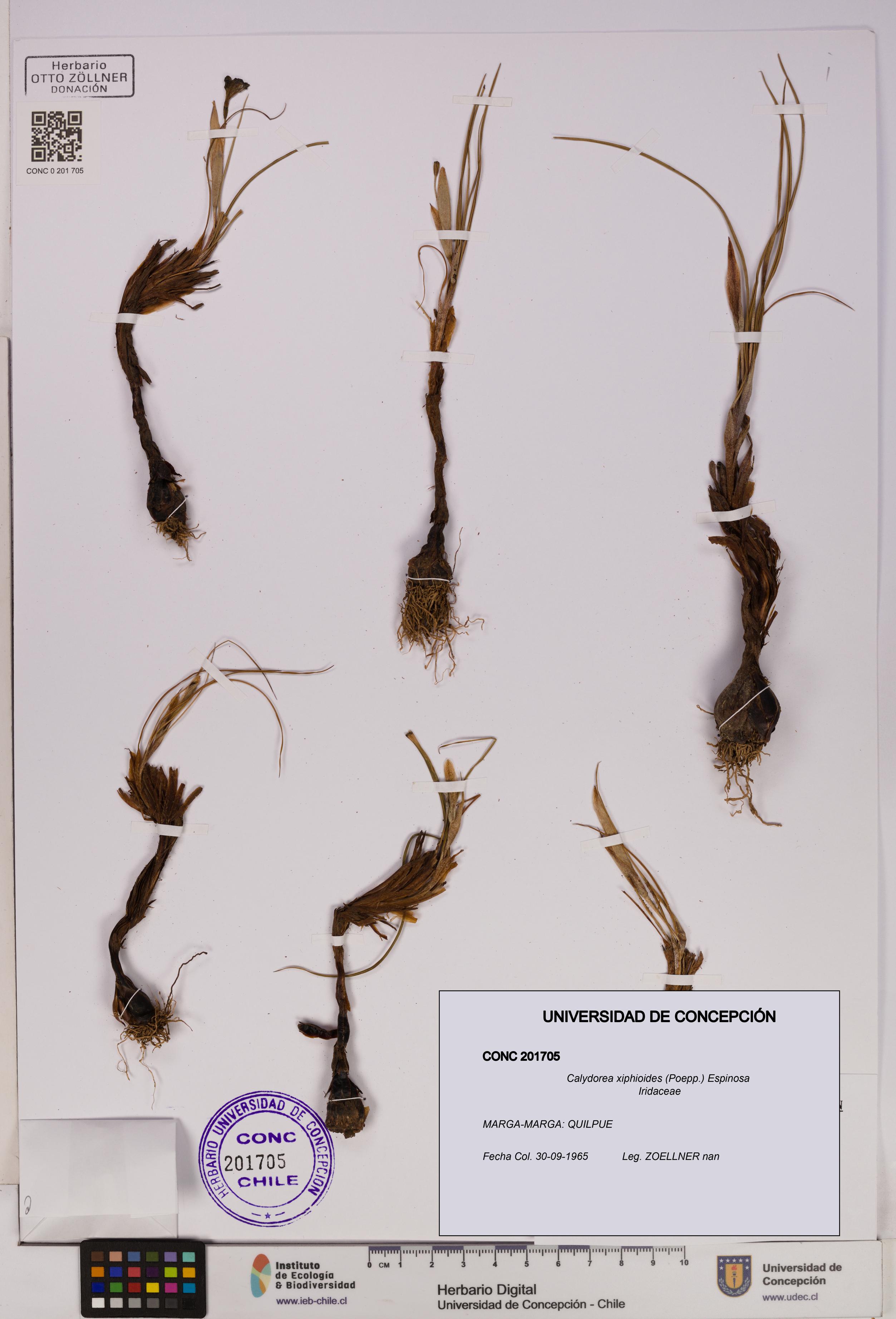 Calydorea xiphioides [Espécimen: UDEC:CONC:0201705]