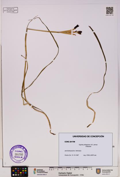 Tigridia philippiana [Espécimen: UDEC:CONC:0201706]