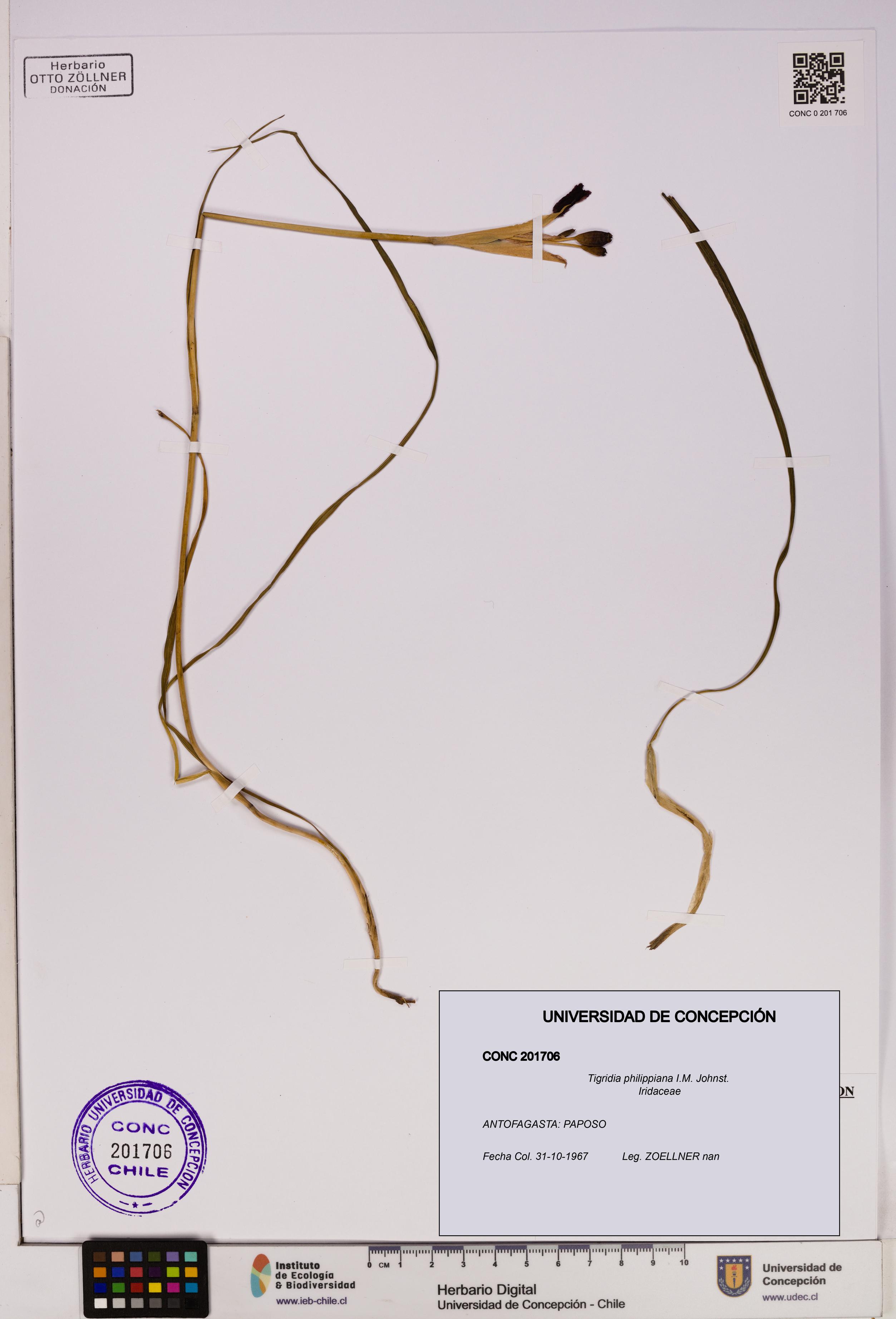 Tigridia philippiana [Espécimen: UDEC:CONC:0201706]